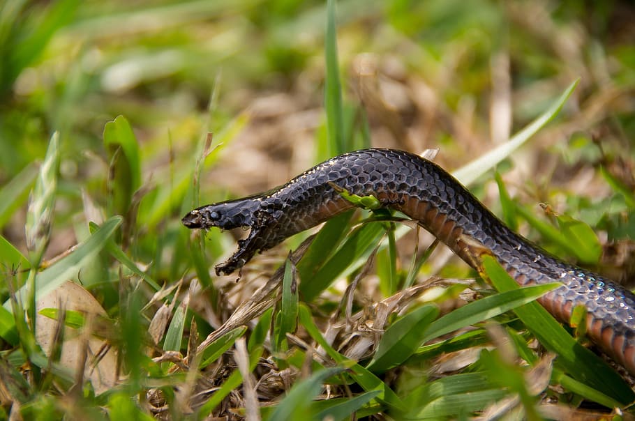 Red-bellied black snake