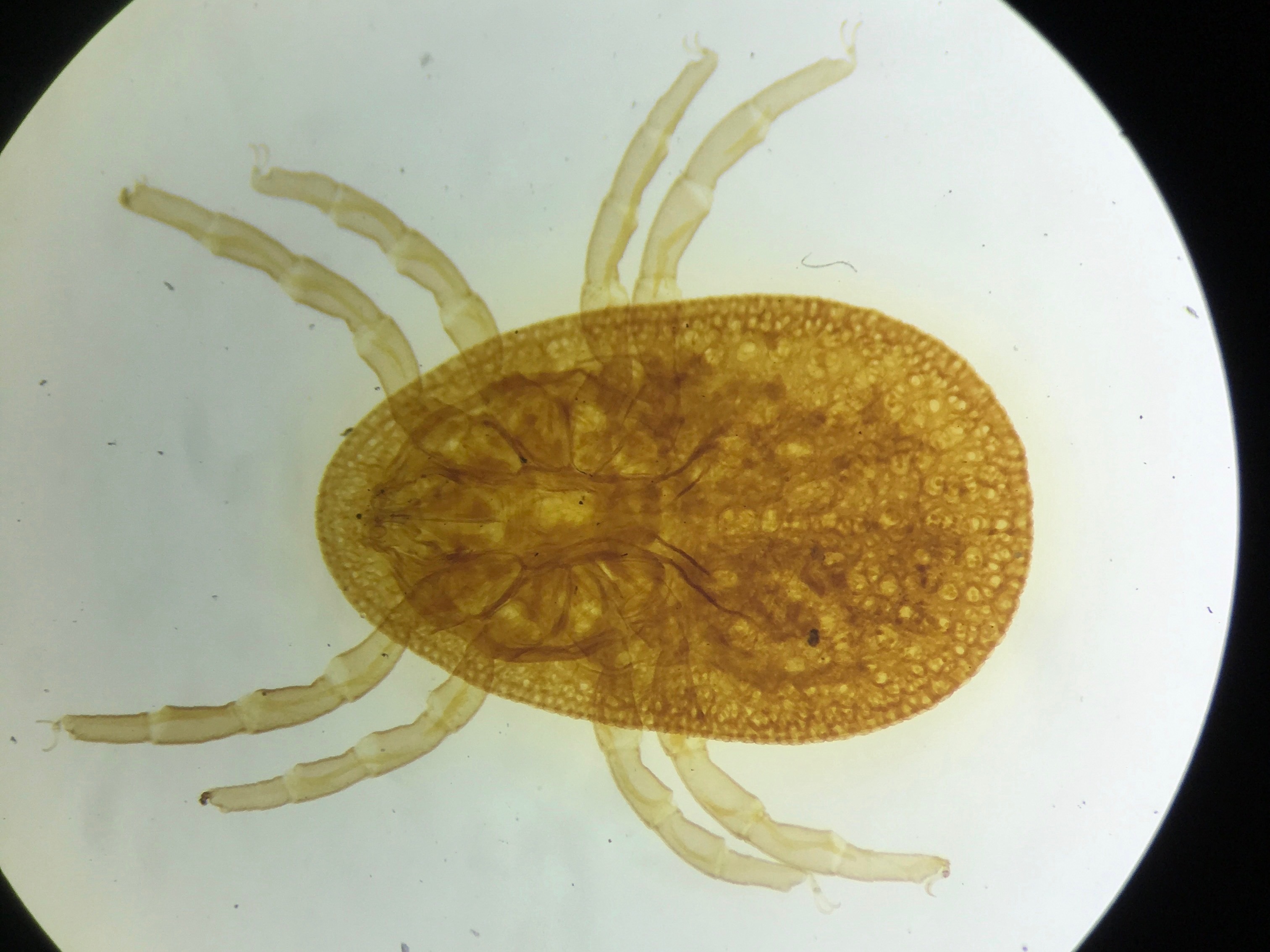 Soft tick