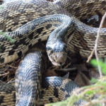 How to Get Rid of Snakes in Your Lawn, Landscape
