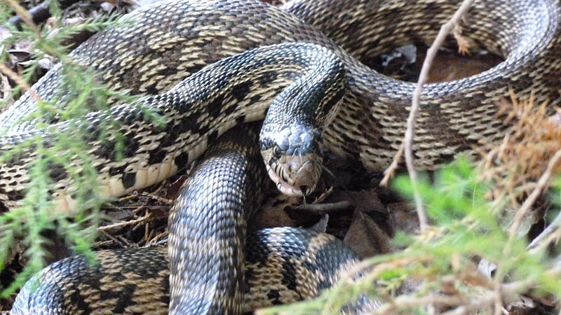 Bull snake coiled and hissing