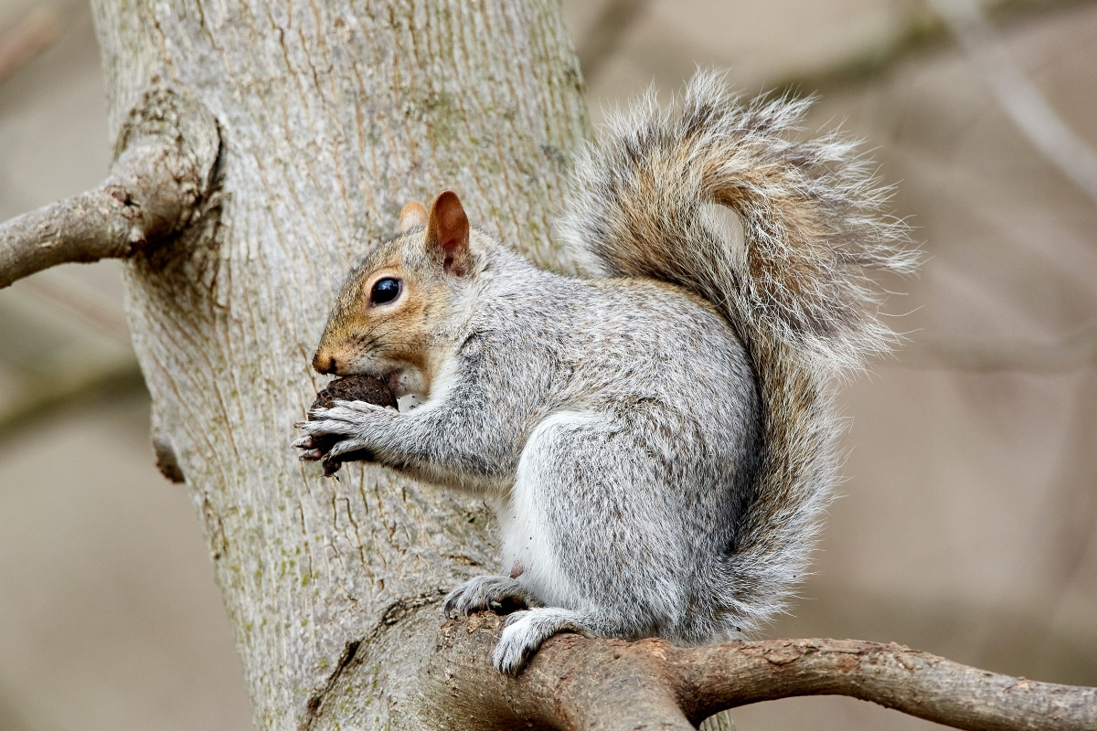 gray squirrel in tree eating acorn