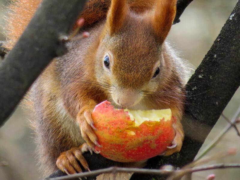 squirrel
