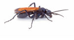 Tarantula hawk