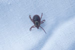 Tick