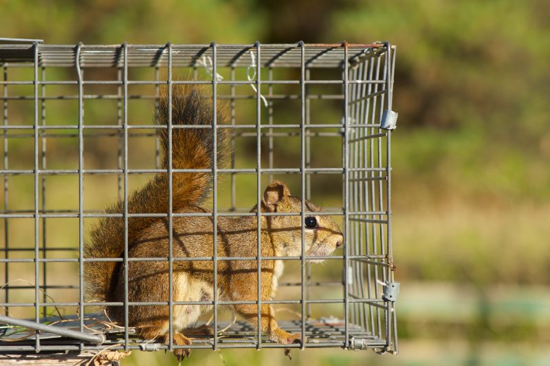 Brown squirrel inside a metal wire trap cage, standing on all fours, with blurred green background highlighting wildlife control and prevention.