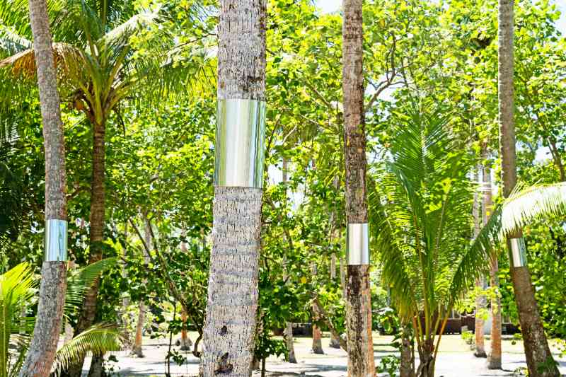 A row of tall coconut palms with smooth trunks wrapped by horizontal metal collars to stop squirrel climbing