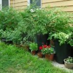Urban Gardens: How to Plant in a Small Space