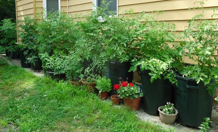 potted plants alongside a house in various stages of growth