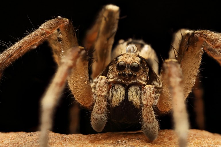 wolf spider