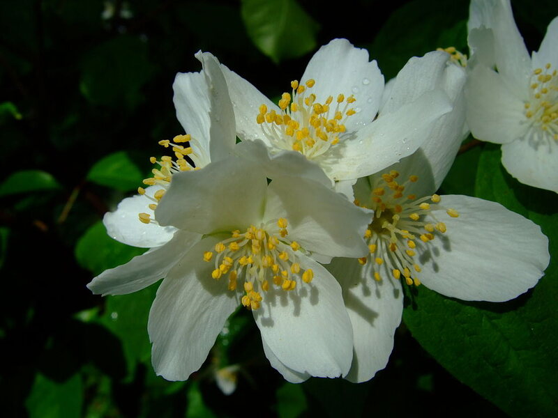 Philadelphus coronariu