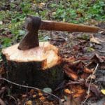How to Cut Down a Tree Safely in 10 Steps