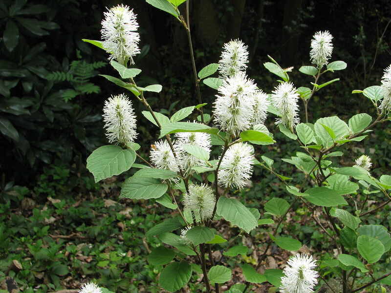  Fothergilla gardenii 