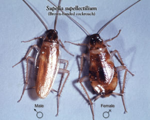 Brown-banded cockroaches