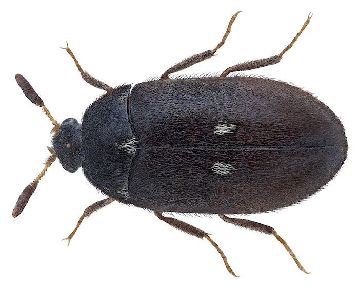 Carpet Beetle (Attagenus pellio)