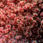 9 Bugs That Look Like Bed Bugs