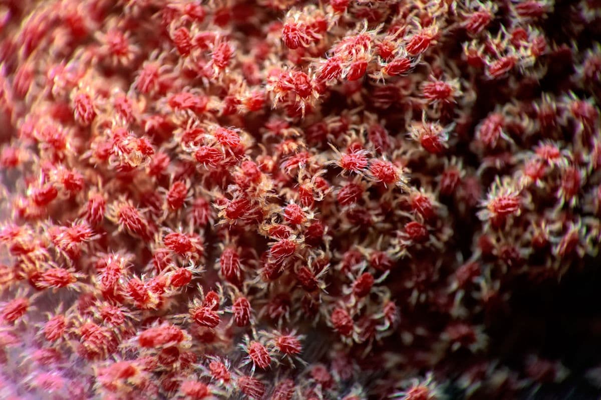 Red Spider Mites