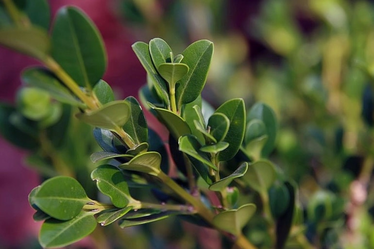 dwarf korean boxwood wintergreen