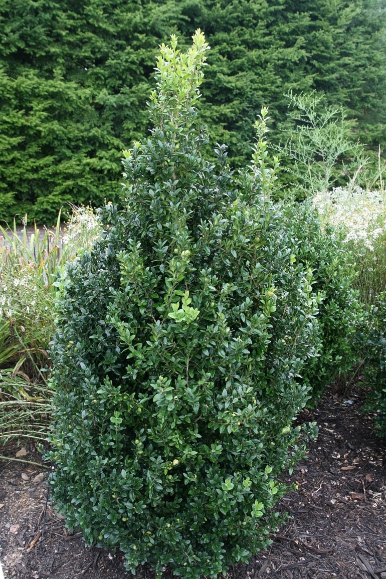 fastigiata boxwood shrub