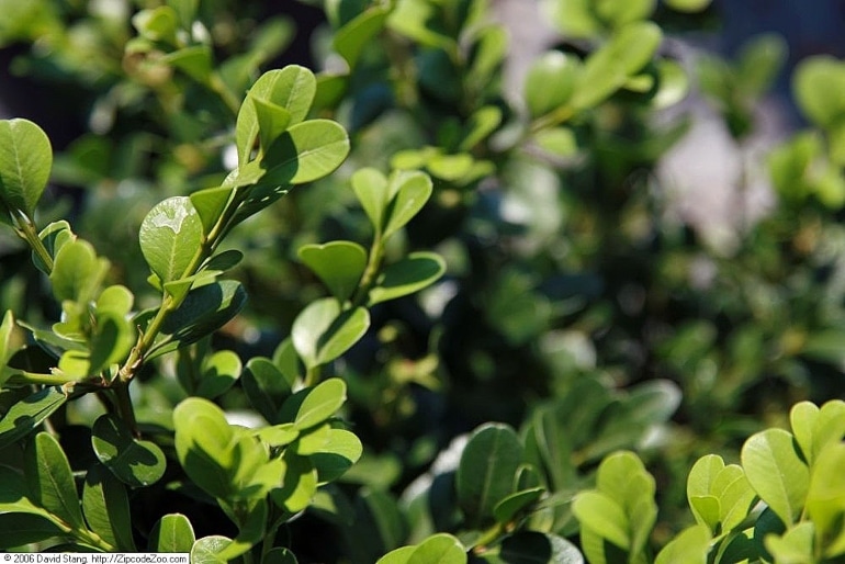 green beauty boxwood