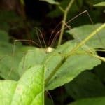 Daddy Longlegs: Everything You Need to Know