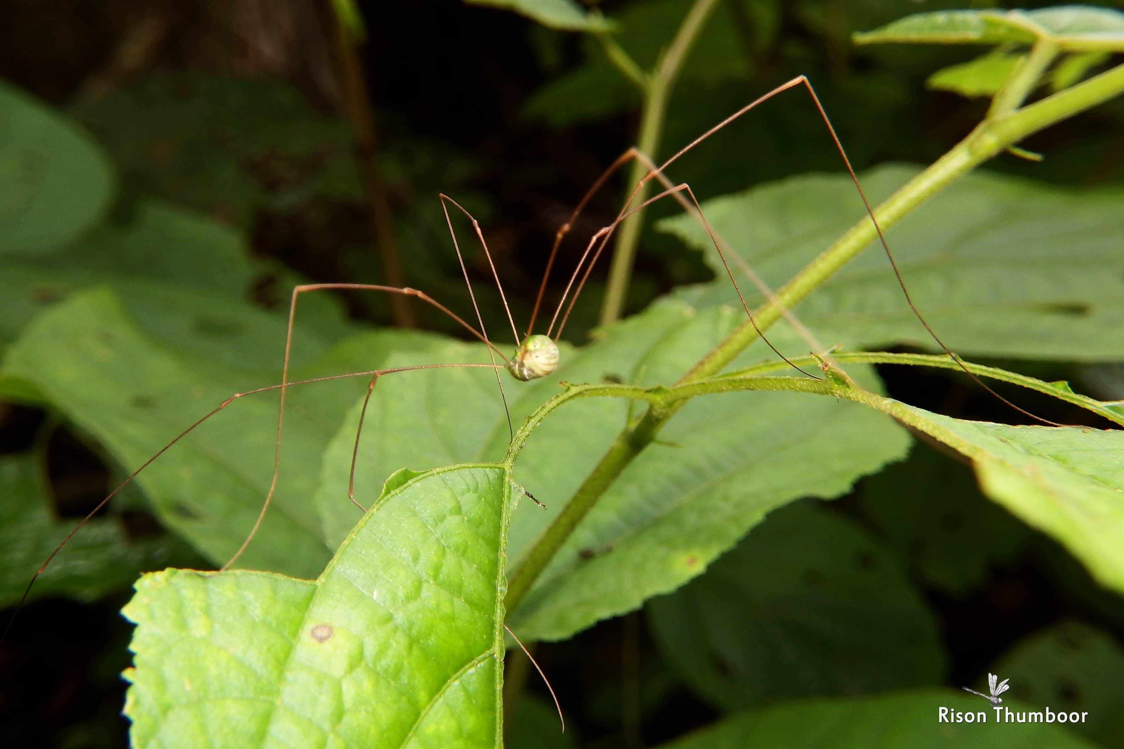 slagader Weg bod What are Daddy Longlegs? Everything You Should Know