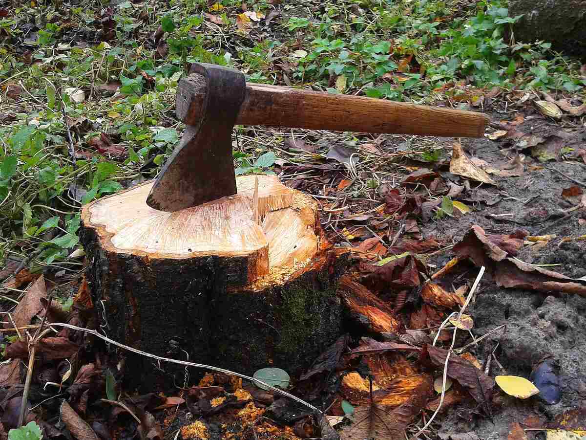 a picture of axe placed on a bark