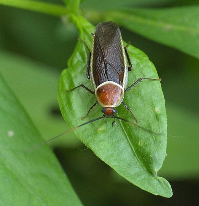 Pale Bordered Field Cockroach