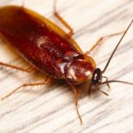 8 Types of Cockroaches Found in the Home