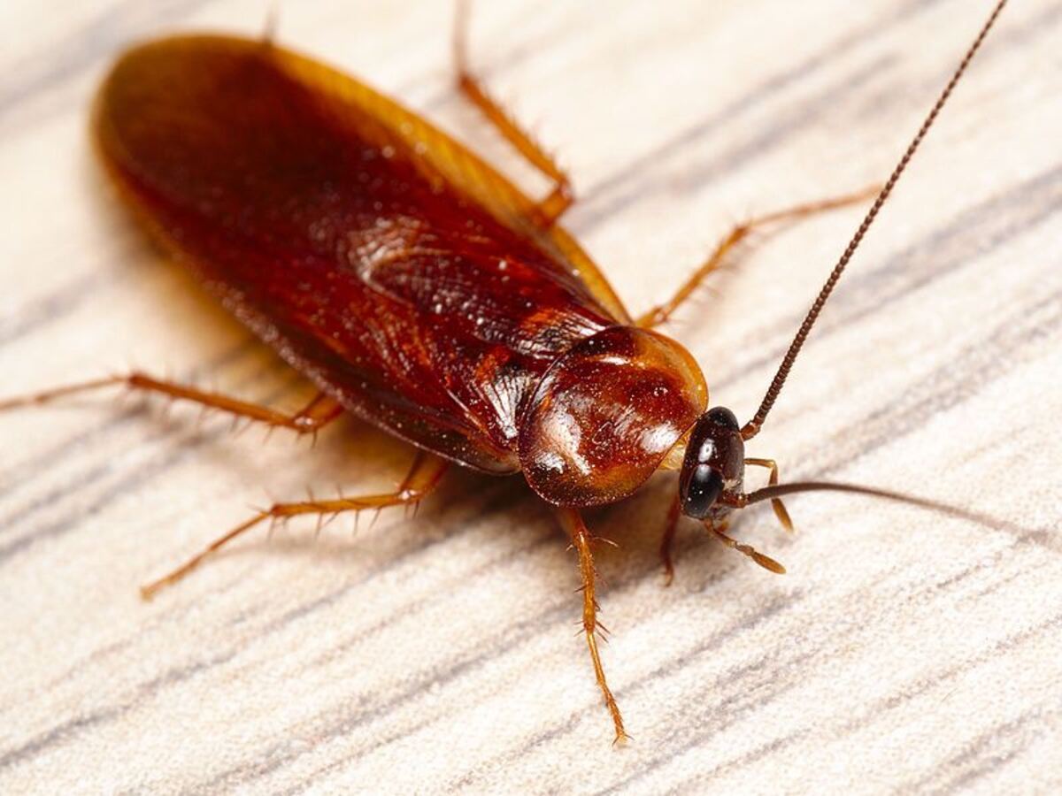 wood cockroach
