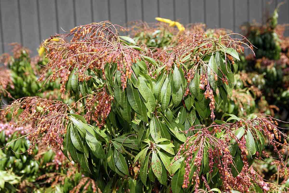 Pieris_japonica