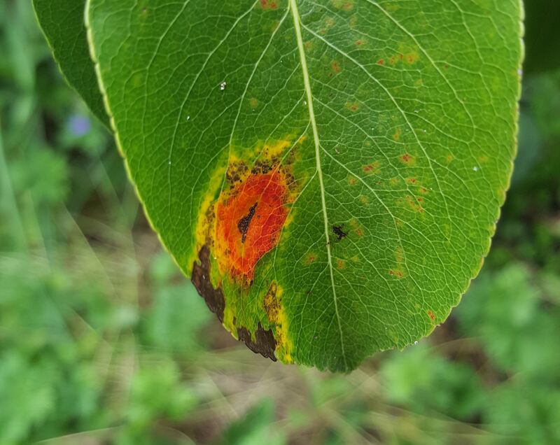 rust disease on a plant