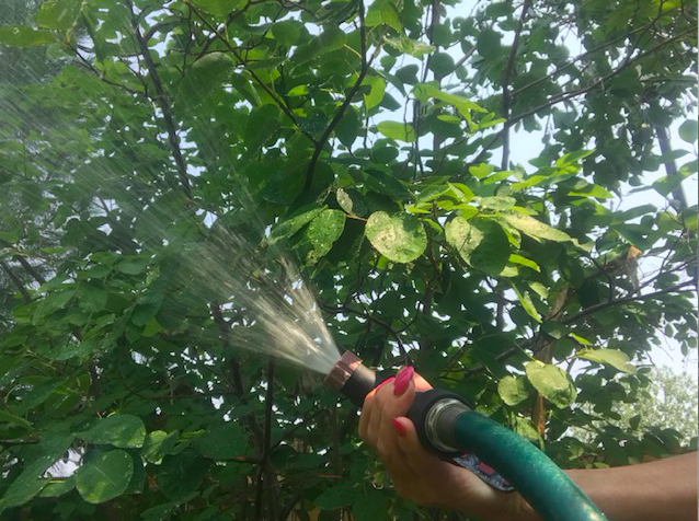 A garden hose sprays away aphids.