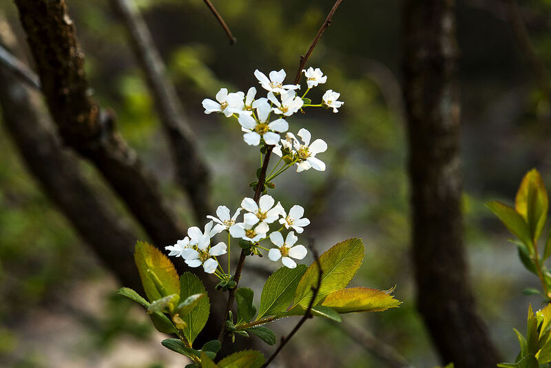 Spiraea_prunifolia