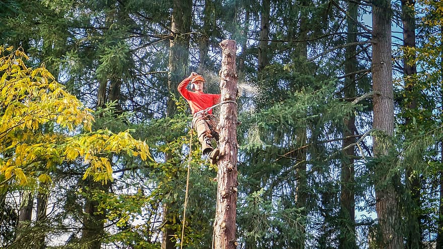 Man climbed on a tree and cutting it down