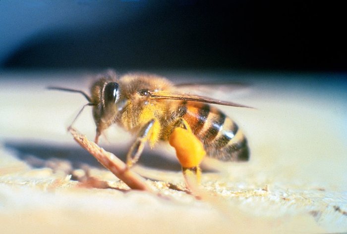 An Africanized-honey bee