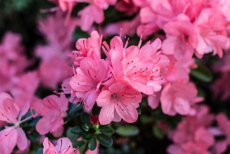 closeup of pink azalea flowers