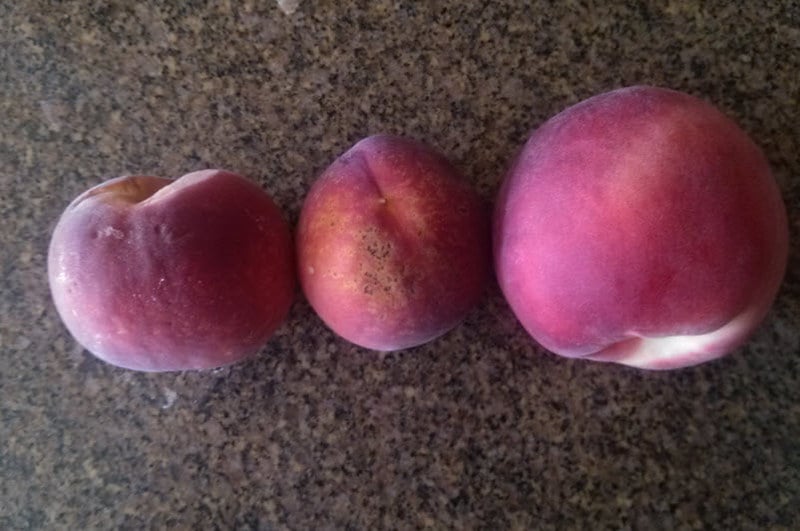 Bacterial spot damage on peaches