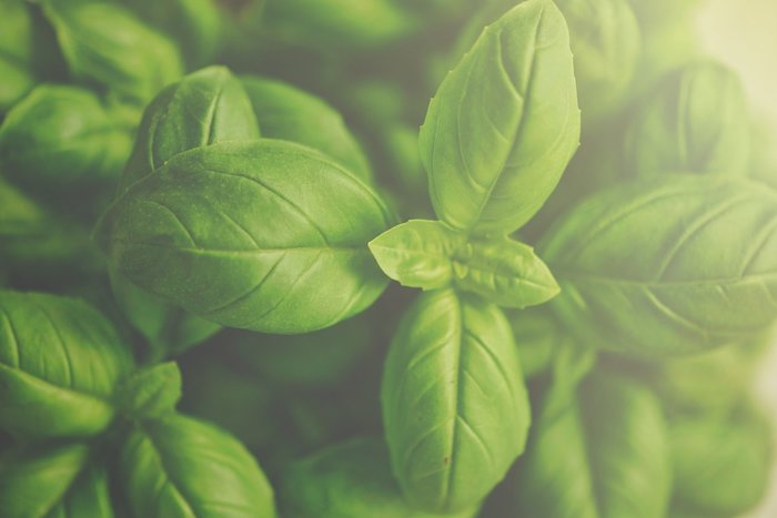 Closeup of basil leaves