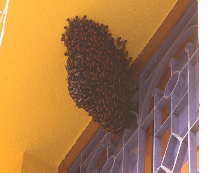 A giant bee hive sticks to the roof and stretches down the wall of a home in India.