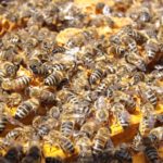 How To Get Rid of Bees