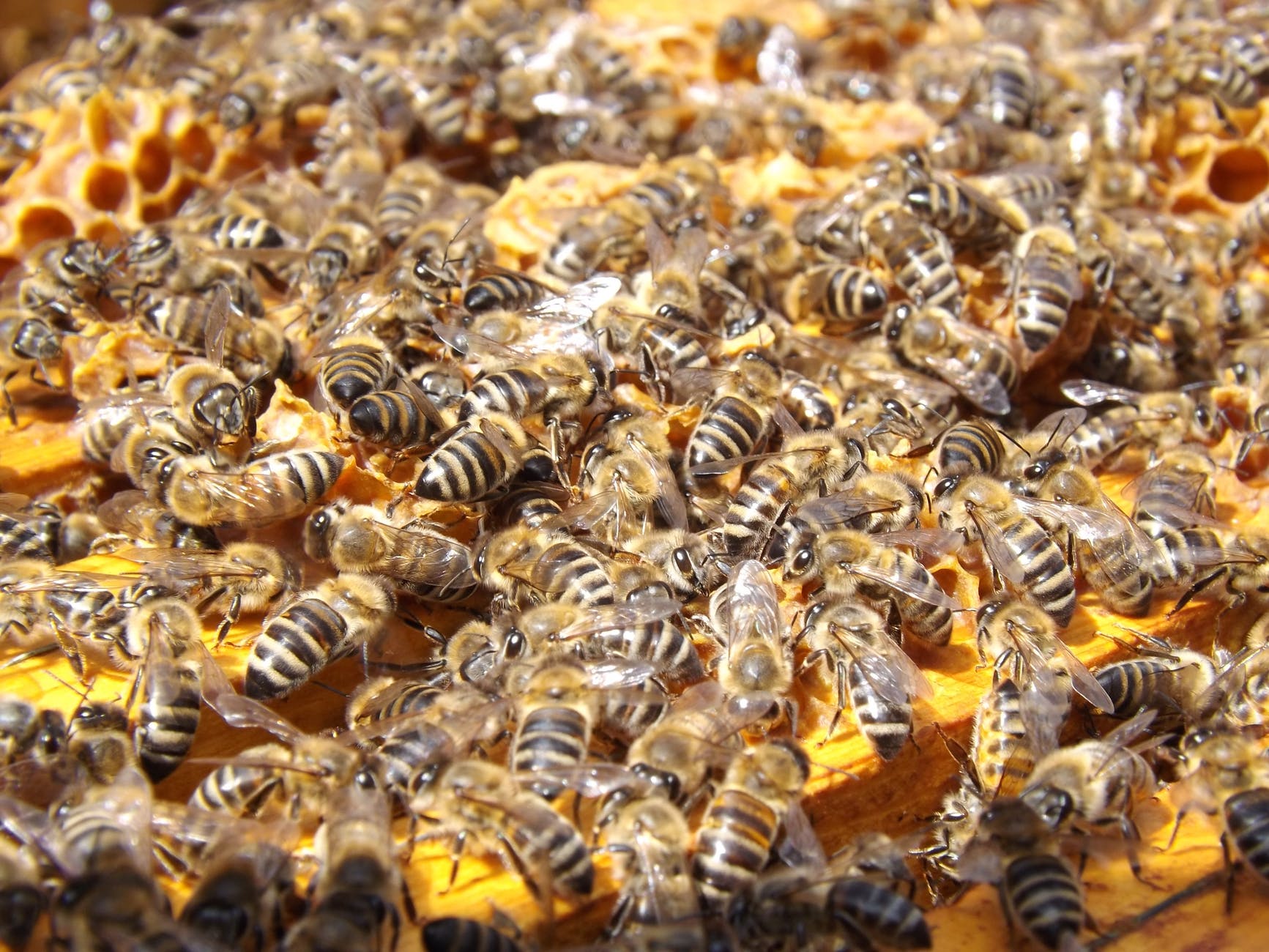 how to get rid of bees around trash cans