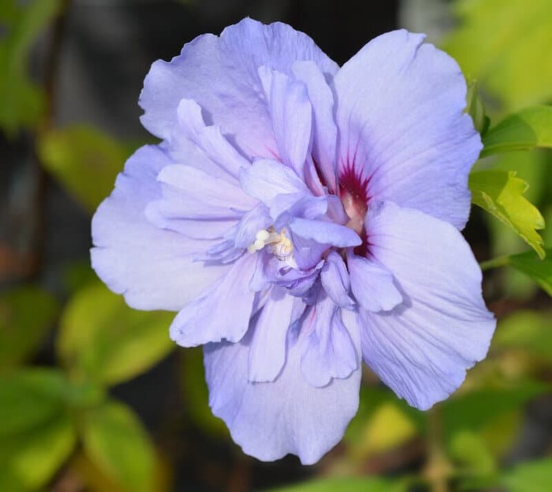 Blue chiffon Rose of Sharon bloom