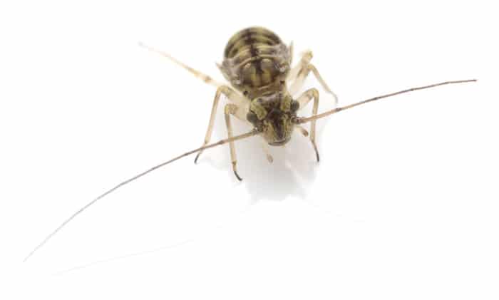 Booklice have two long antennae