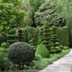 Boxwood Shrubs: How to Landscape with Box Shrubs