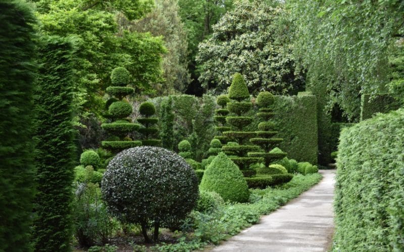 Boxwood Shrubs Guide How to Landscape With These Shrubs