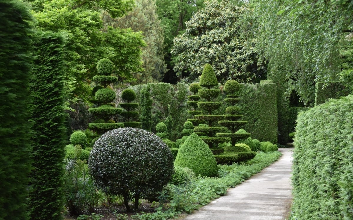 A variety of boxed shrubs of different shapes and heights