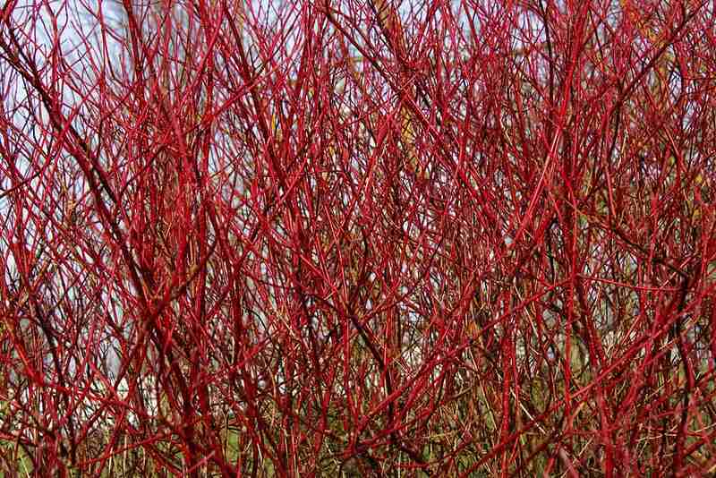  Cornus alba 