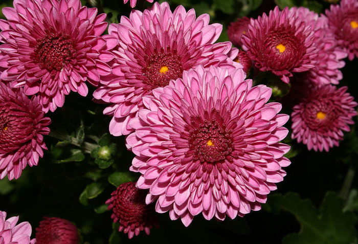 Pink chrysanthemums with a red center