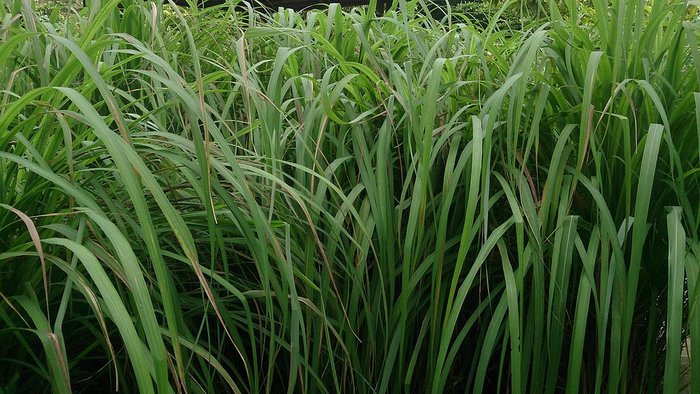 Citronella grass is a plant that repels bugs and insects.