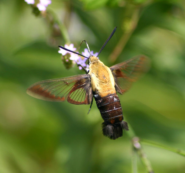 A clear-winged Sphinx moth has a golden-colored top half of its body and translucent wings.